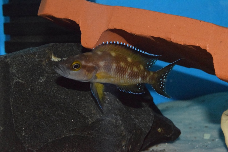 Neolamprologus buescheri 'Kamakonde'